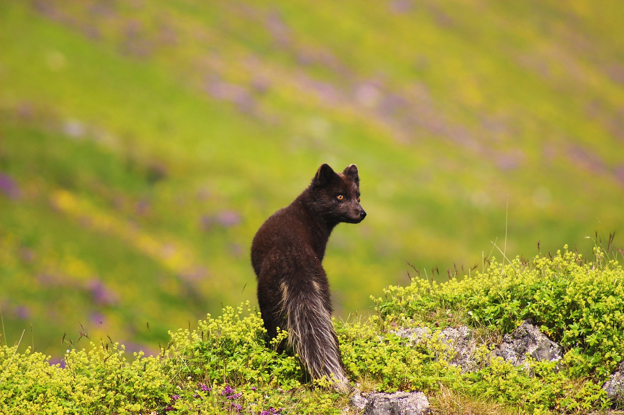 Challenges for Green Energy in Arctic Regions